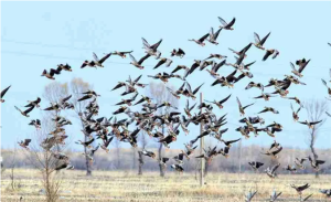 怎样拍好飞翔的鸟儿？让你寻找最佳的拍摄角度-老郭数码